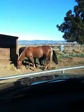 Discussing Horsemanship - Buddy Sour - Cost of owning a Horse - Rick Gore Horsemanship