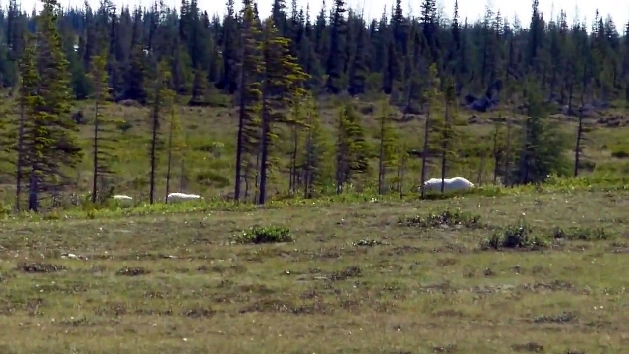 Polar Bears in Churchill, Manitoba