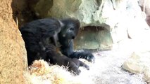 Sohn spielt mit Vater - Son is playing with father