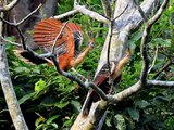 Hoatzin Bird in the Amazon