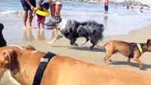 San Diego Dog Beach, May 2013