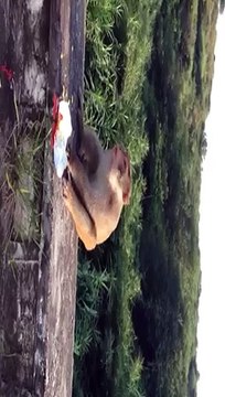 VID-20150618-WA0034.mp4