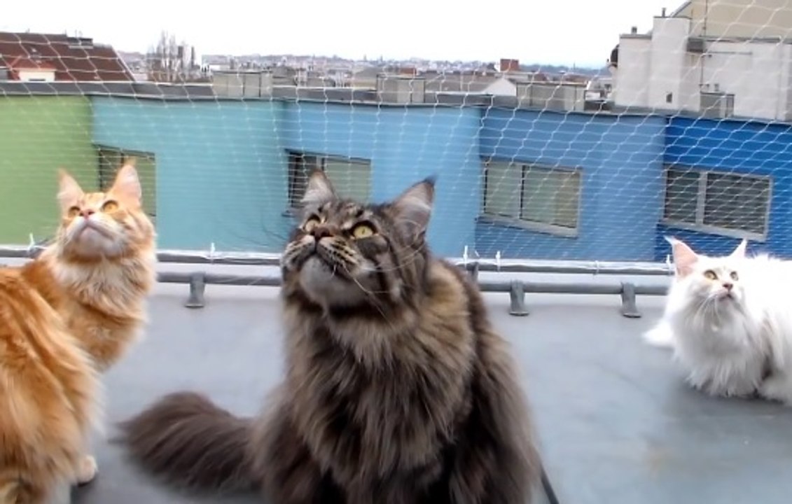 Maine Coon Kedisi