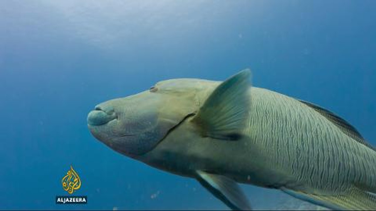 Palau destroys fleet of illegal fishing vessels