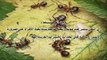 هل تعلم ماذا يحدث عند موت النملة   ؟؟؟    (HD)