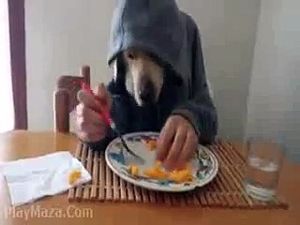 Funny Dog (WhatsAap Video