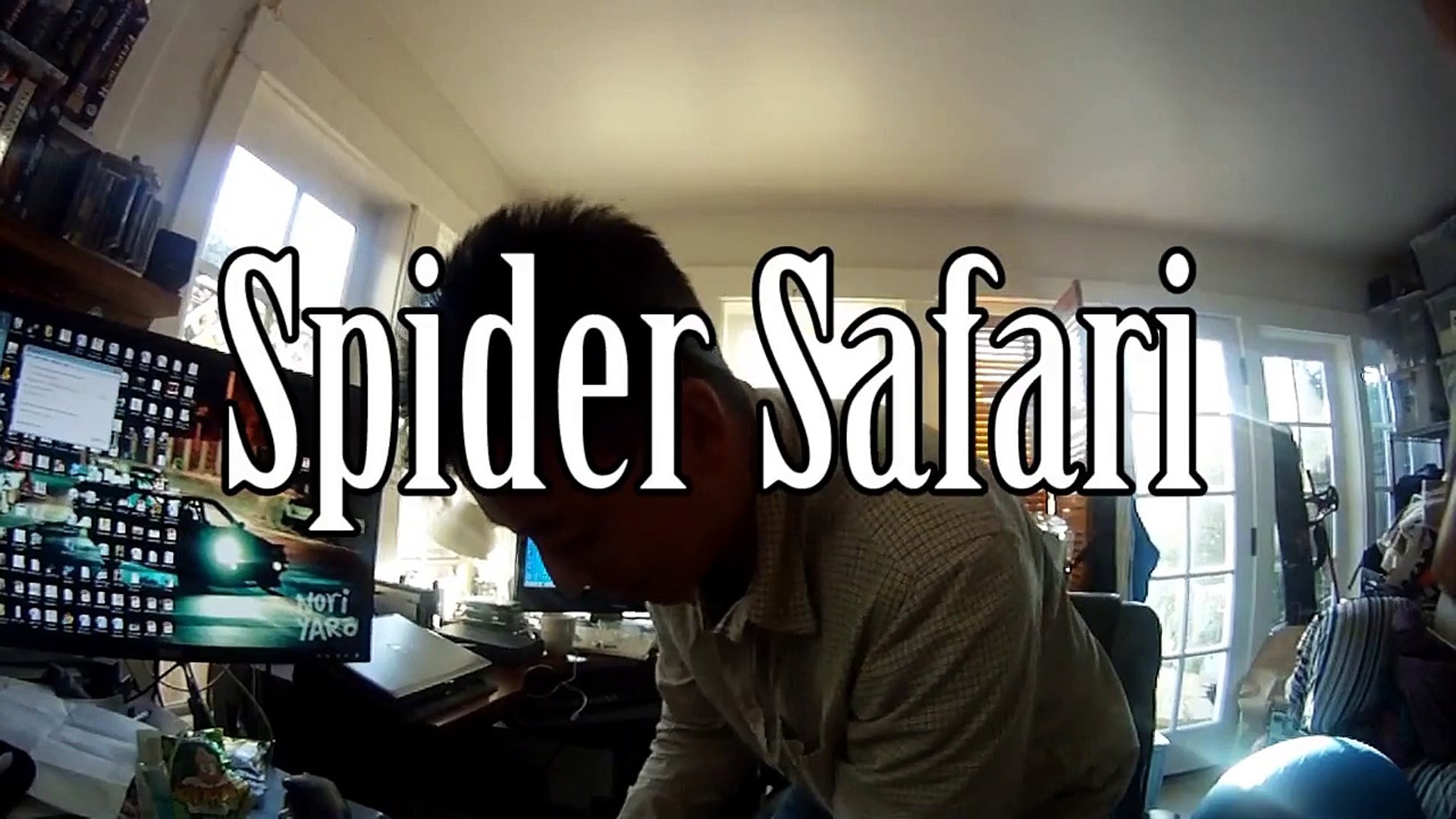 Spider Safari (Golden Orb Spider Infestation)