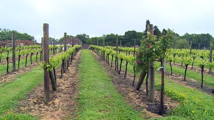 La cote des vins britanniques monte, la convoitise aussi