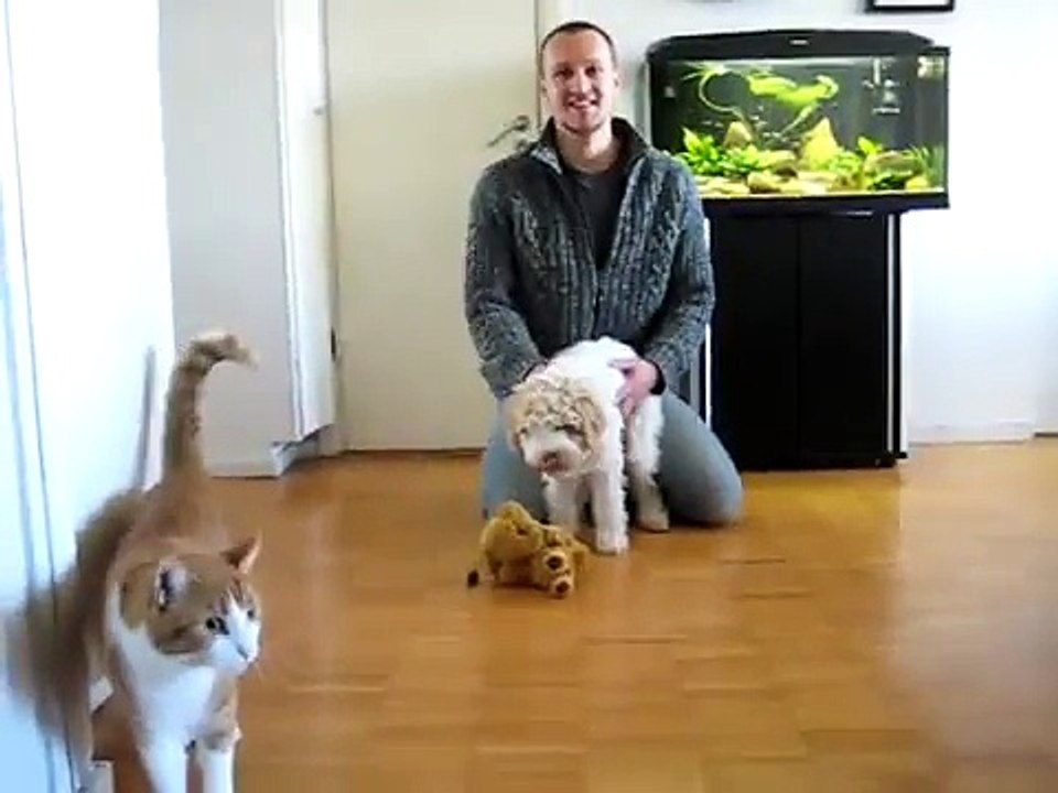 My dear Lagotto romagnolo