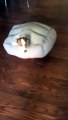 Funny jack russel gets stuck into his own bed... Turtle Dog!