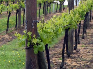 La cote des vins britanniques monte, la convoitise aussi