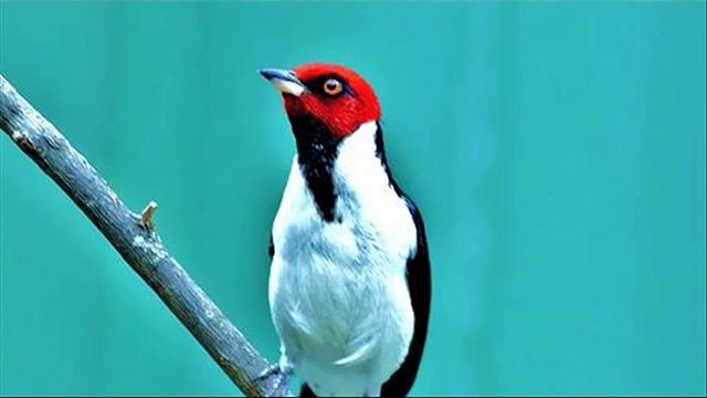 A. Vivaldi: RV 335 / The Cuckoo [Il Cucù] - Concerto for violin, strings & b.c. in A major