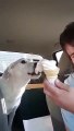 Ce chien kiffe les glaces!