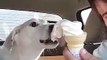 Funny dog eats full ice cream!