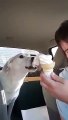 Funny dog eats full ice cream!