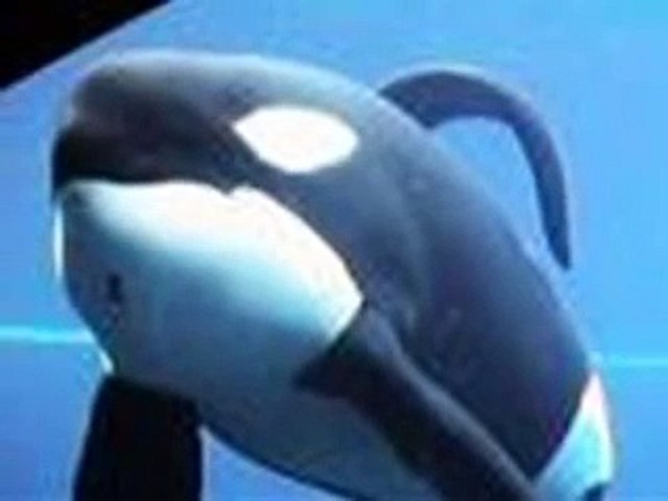 keiko la orca estrella
