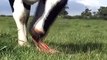 Cow eating her placenta after calving