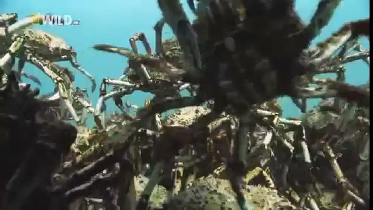 Kingdom of the Oceans : Spider Crab