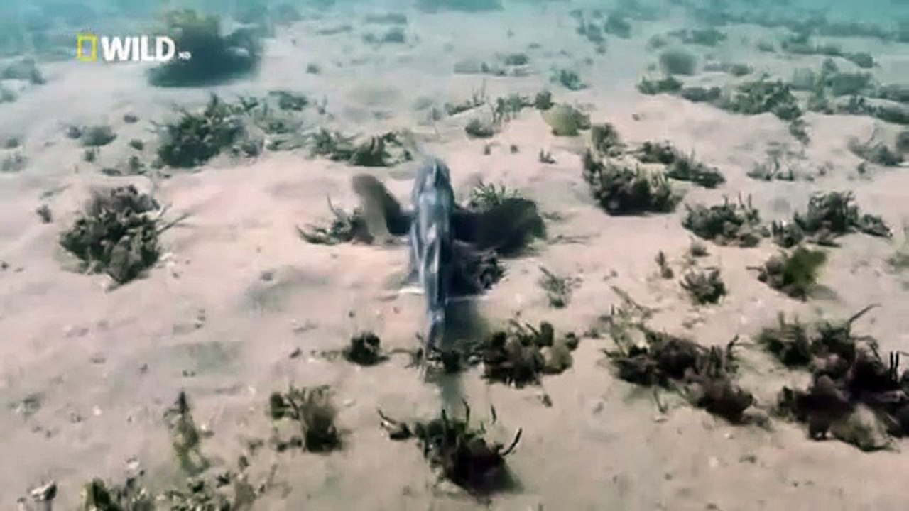 Kingdom of the Oceans : Elephant Fish