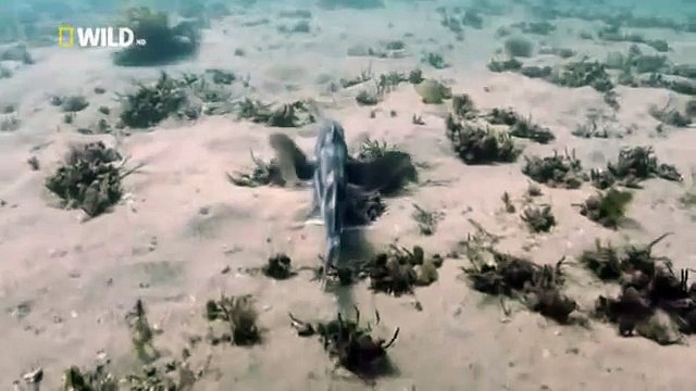 Kingdom of the Oceans : Elephant Fish