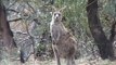 Australia kangaroo shooters in decline