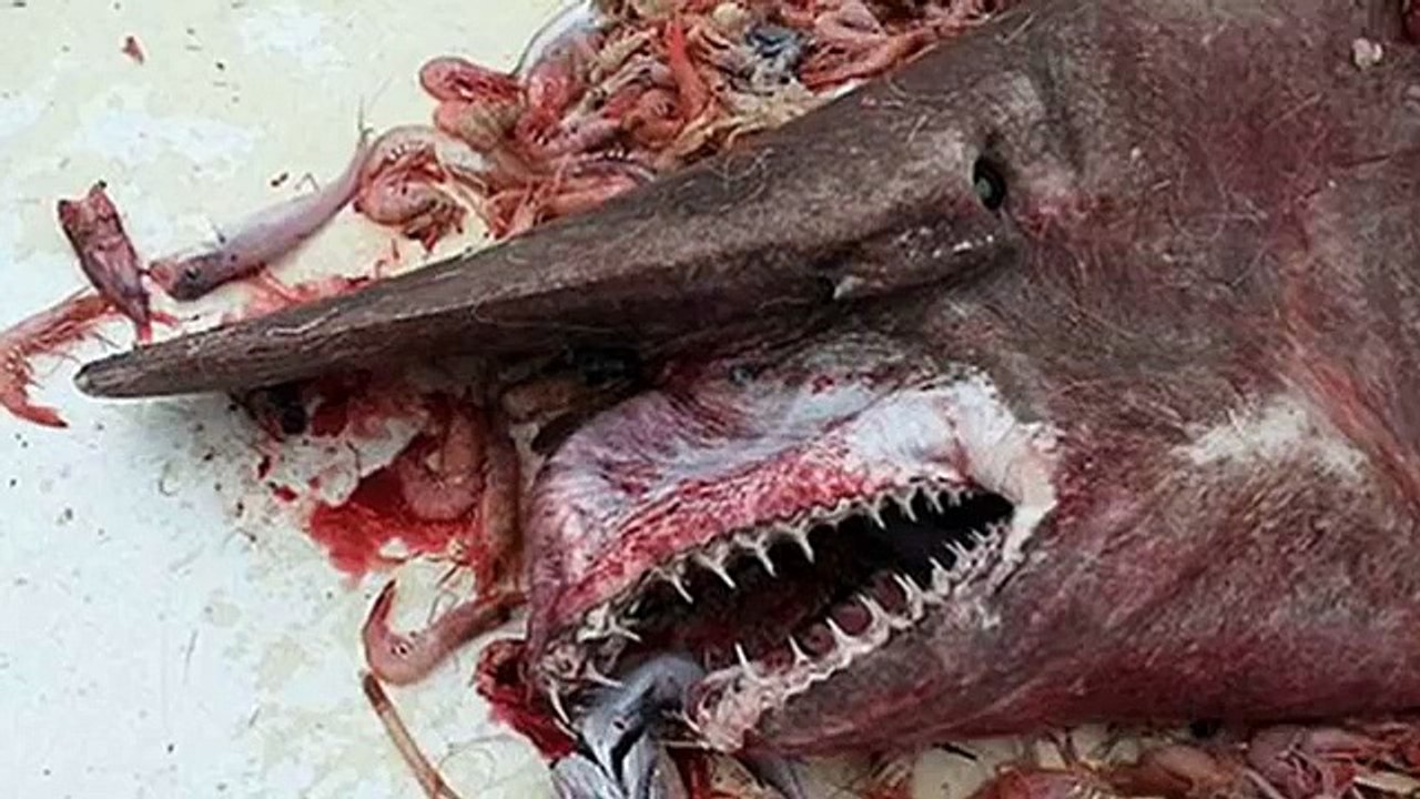 Atrapan Aterrador Tiburón Duende en el Golfo de México