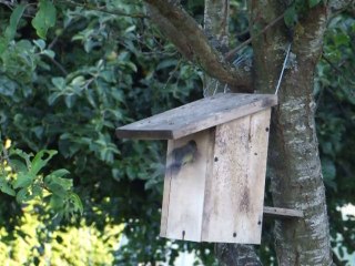 Mésanges 27 Juin2015