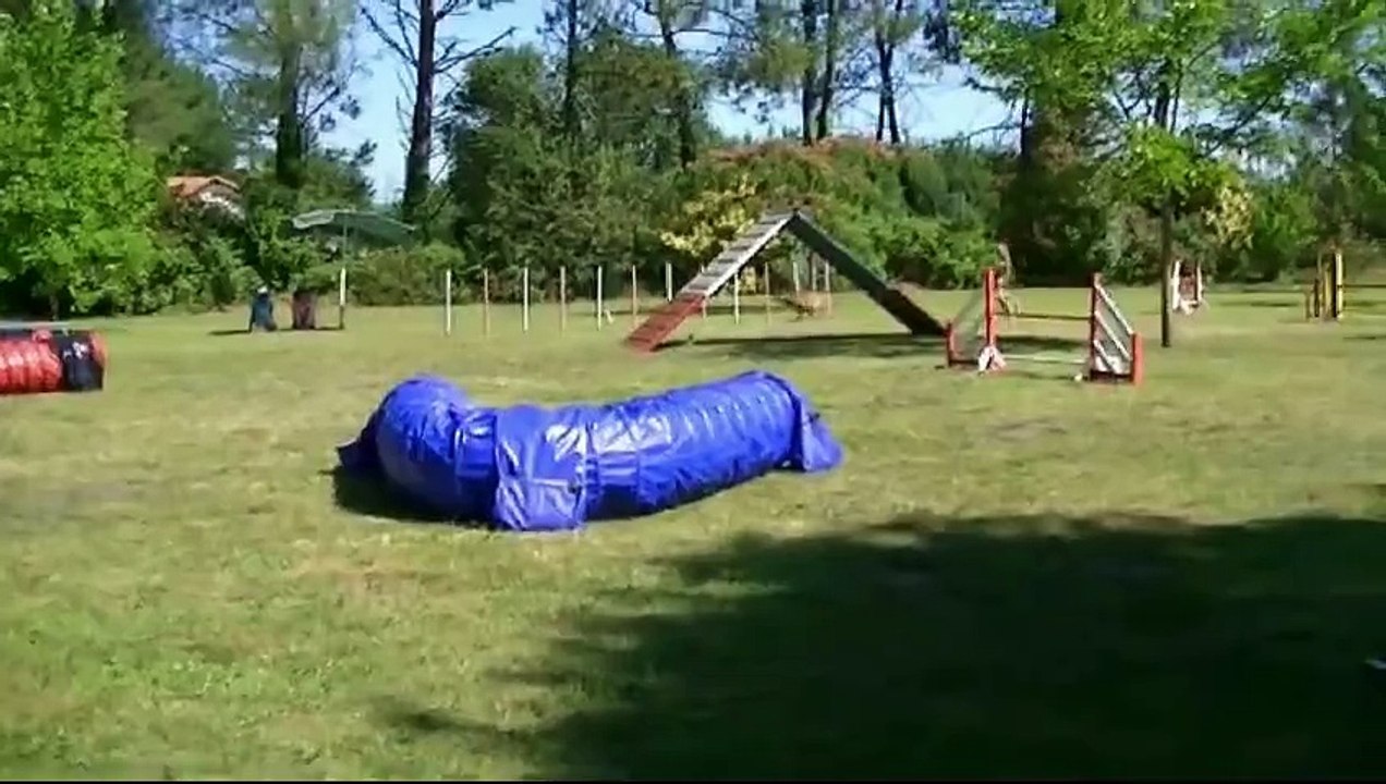 Fantasia Agility 1, Angoumé 2015, 3ème partie de brevet.