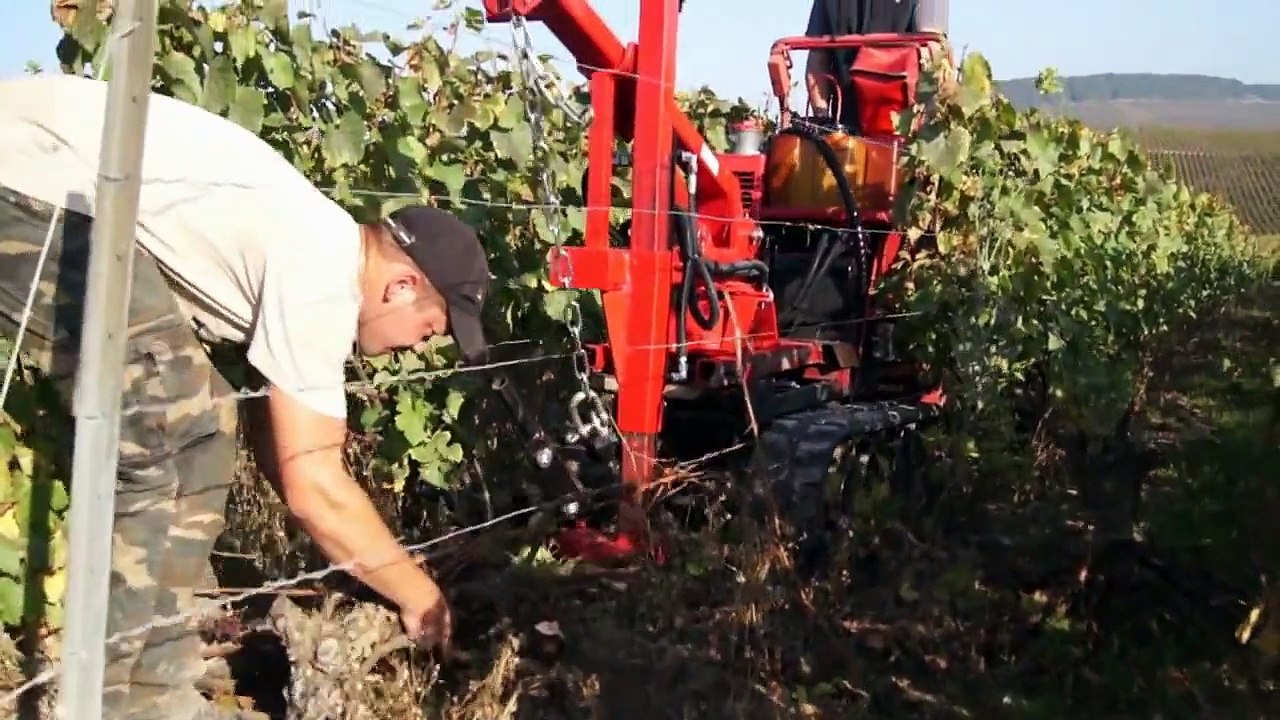 Prestation viticole chenillard arrachage pieds esca dans une vigne sur la cote des blancs.