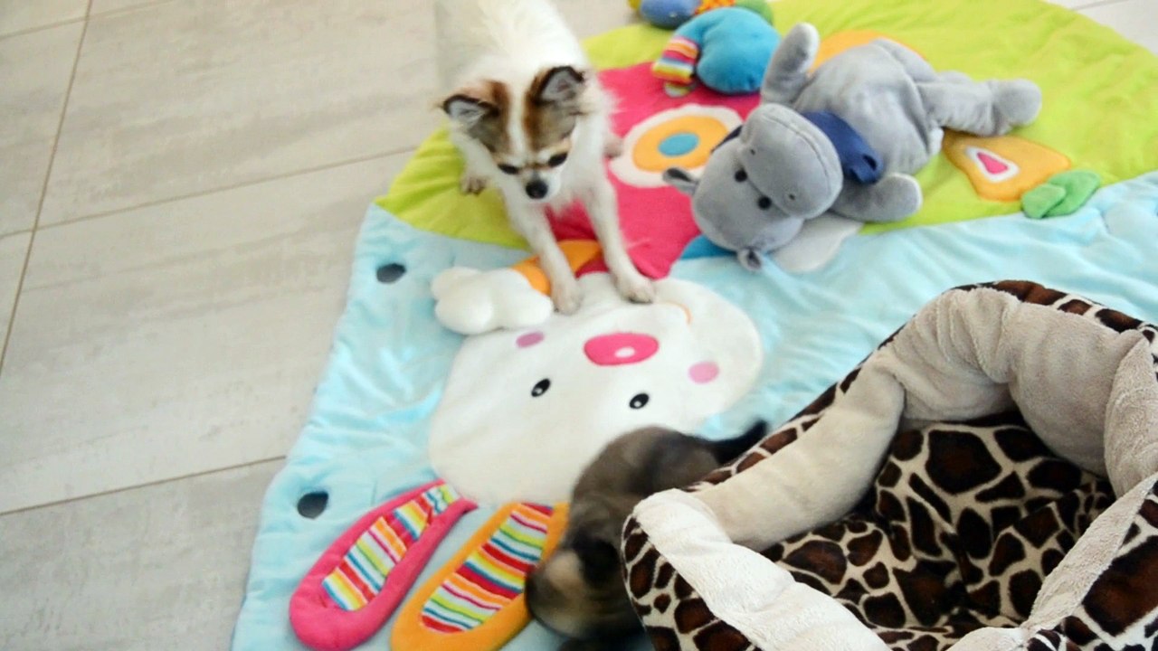 1ère rencontre : Léo chihuahua de 5 semaines et sa demi-soeur Idylle, 18 mois