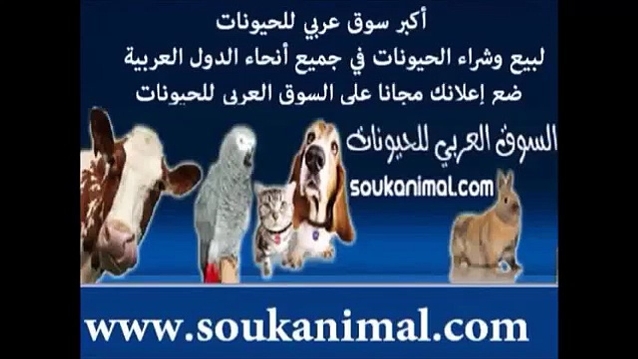 غنم للبيع بالتقسيط غنم نجد للبيع في الكويت غنم نعيم للبيع في الرياض منتدى بيع الاغنام النعيم