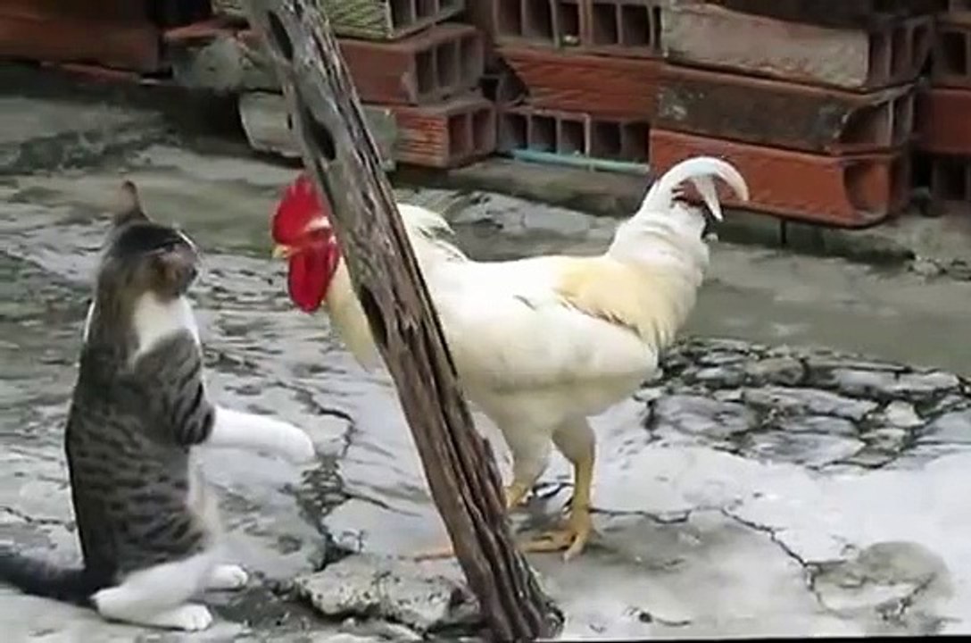 Pelea Gato vs Gallo