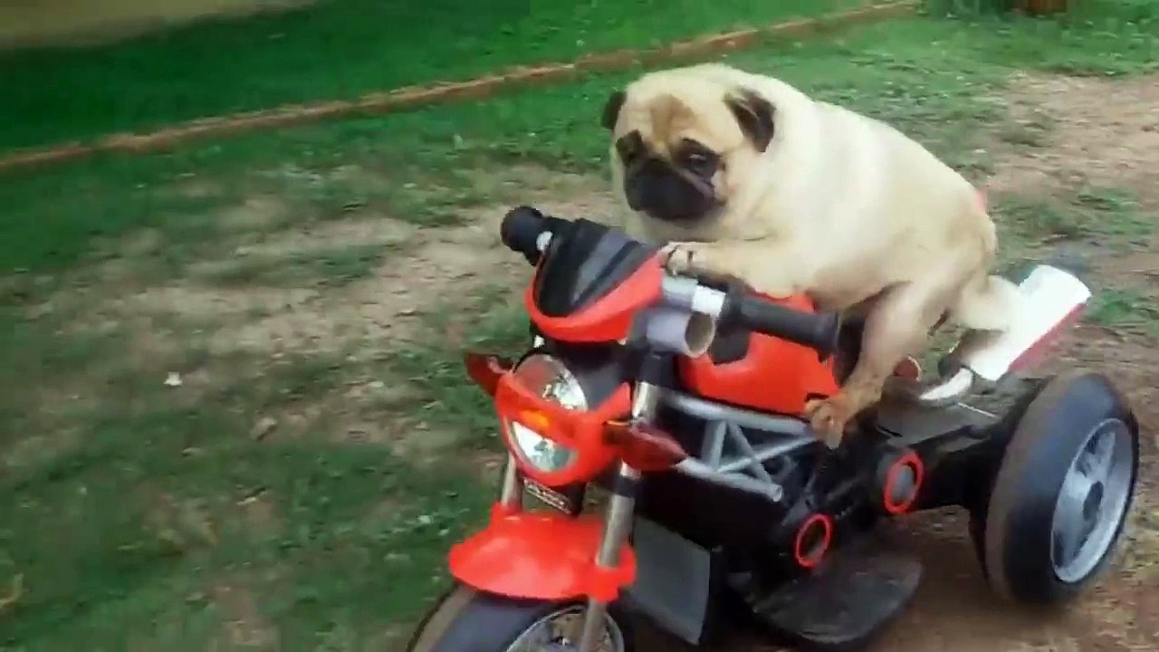 Pug biker