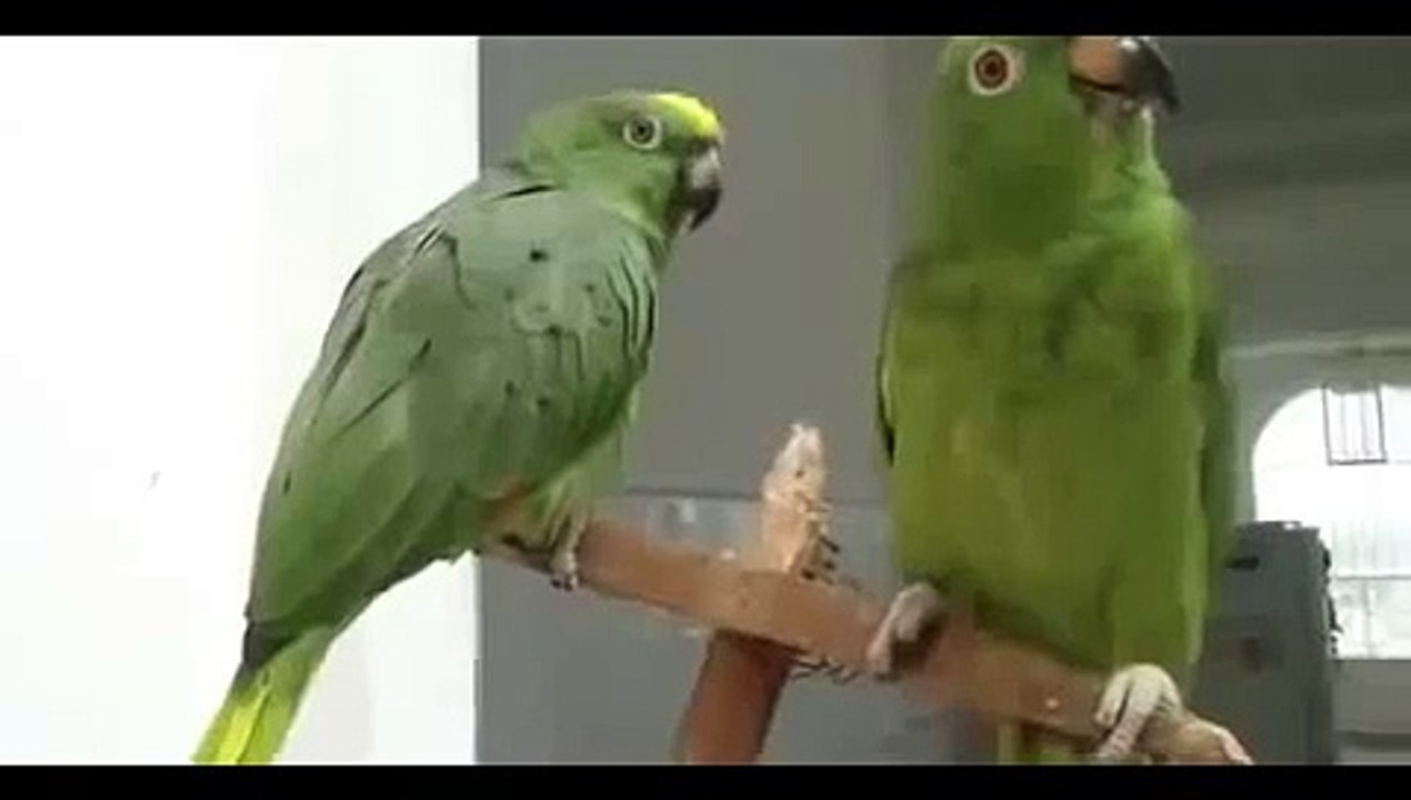 Drunken parrots