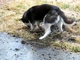 Siberian Husky Digging