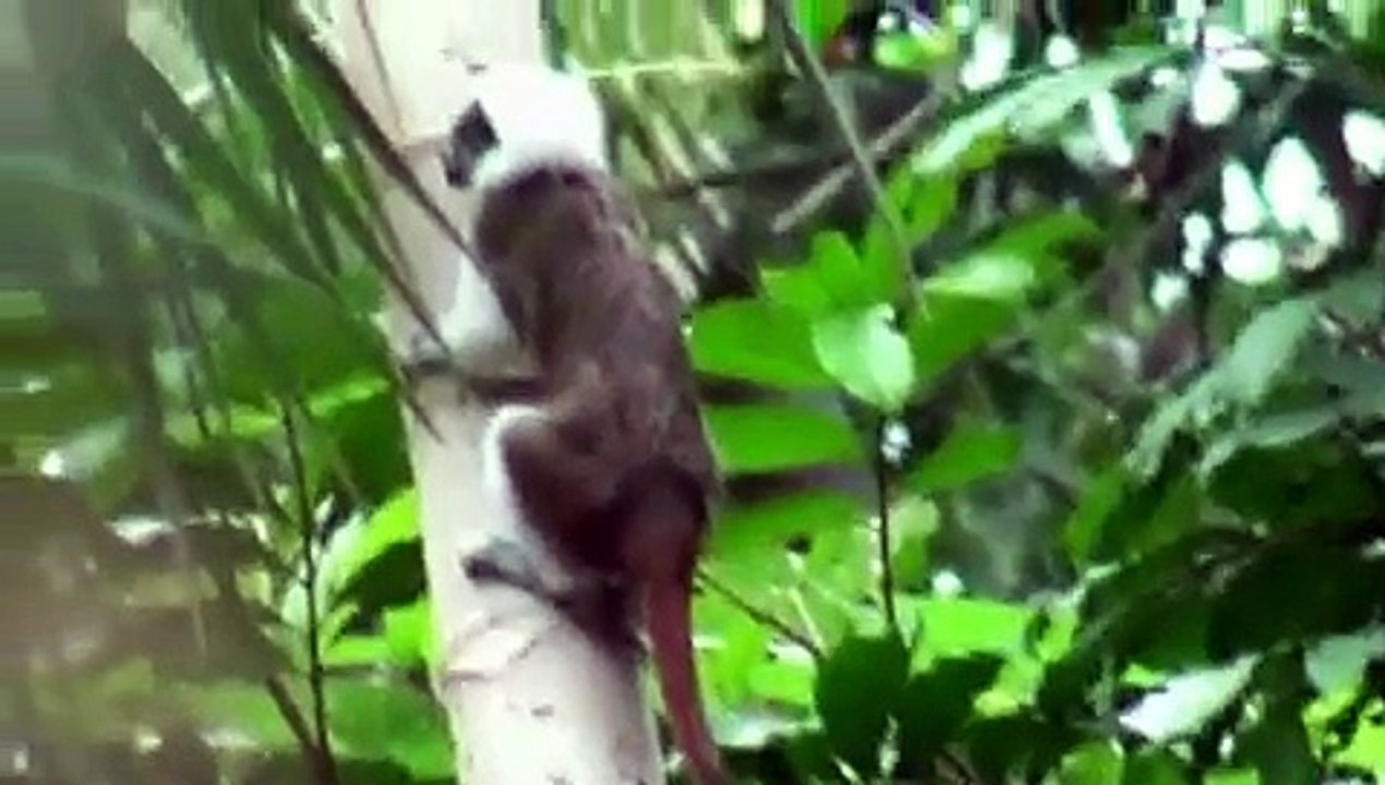 Voyage en Colombie, Parc de Tayrona, Santa Marta,(Travel Colombia) Tour du monde (around the world)