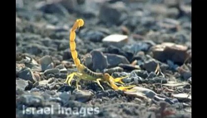 Scorpion & Wolf spider