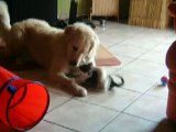 Katze spielt mit Hund