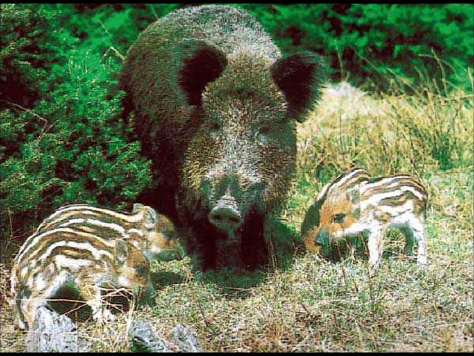 Top 10 of the Most Dangerous Animals in the Mountains