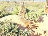 192 meerkat meerkats suricate suricates conservation oudtshoorn western cape south africa