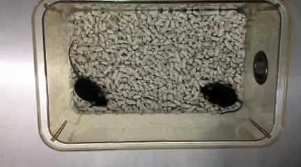 Rett Syndrome: Effective Gene Therapy Treatment In Mice