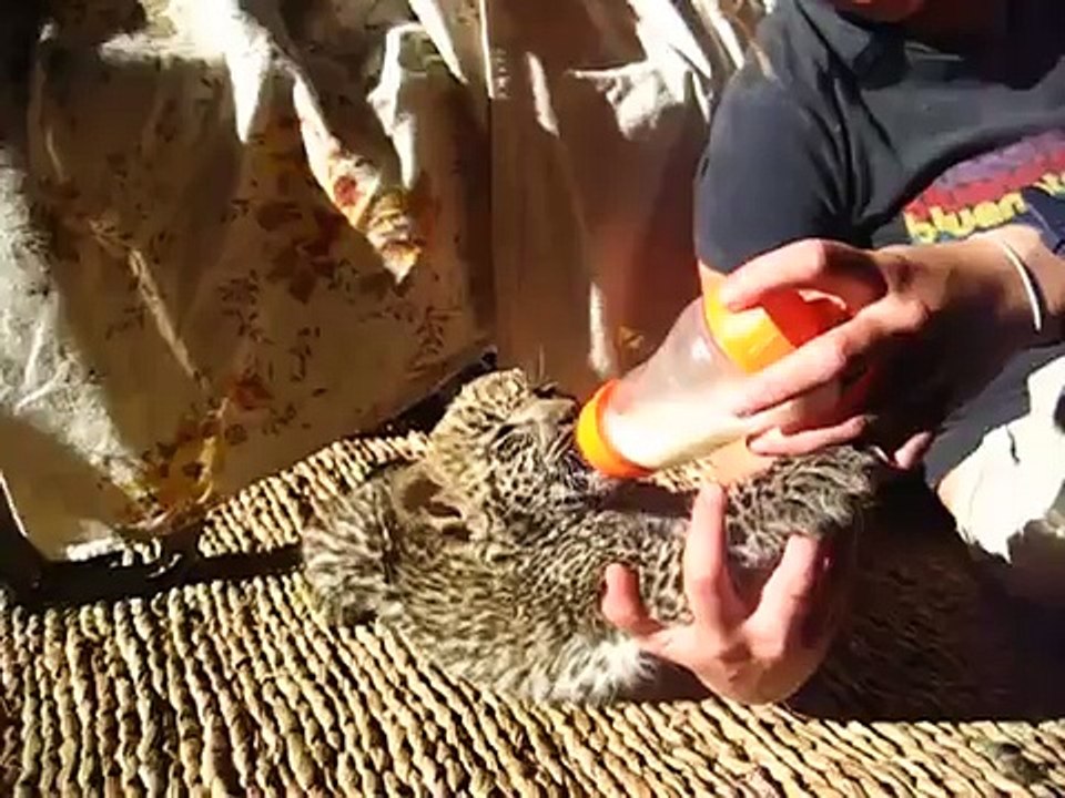 Kala the baby leopard