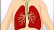 Human Body - Respiratory System - Kids Animation Learn Serie.mp4