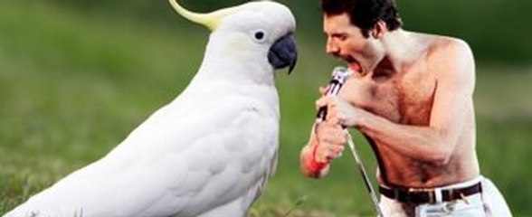 Even Birds Love Queen