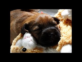 Diapo du 25 ème au 28 ème jour BB Gaïa