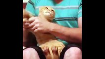 ۞funny cat vines clean  funny cat and dog vines  funny cat videos best vines  funny cat dancing vine