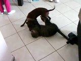 ERMES contro BIC MICIO MAO ( simpatica lotta tra il cane ed il gatto )