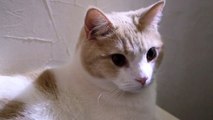 [  Cat classical music unique video ／ ユニークな猫クラシック・ミュージックビデオ ] British Shorthair　ブリティッシュ ショートヘア