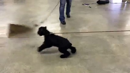 Giant Schnauzer Puppy Male "G-Male" Early Protection Testing & Development For Sale