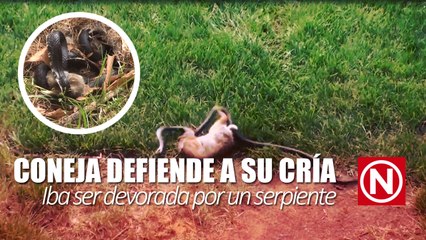 Conejo defiende a su cría de ser devorado por una Serpiente